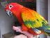 PoulaTo: κόκκινο παπαγάλο Conure ήλιο για € 200